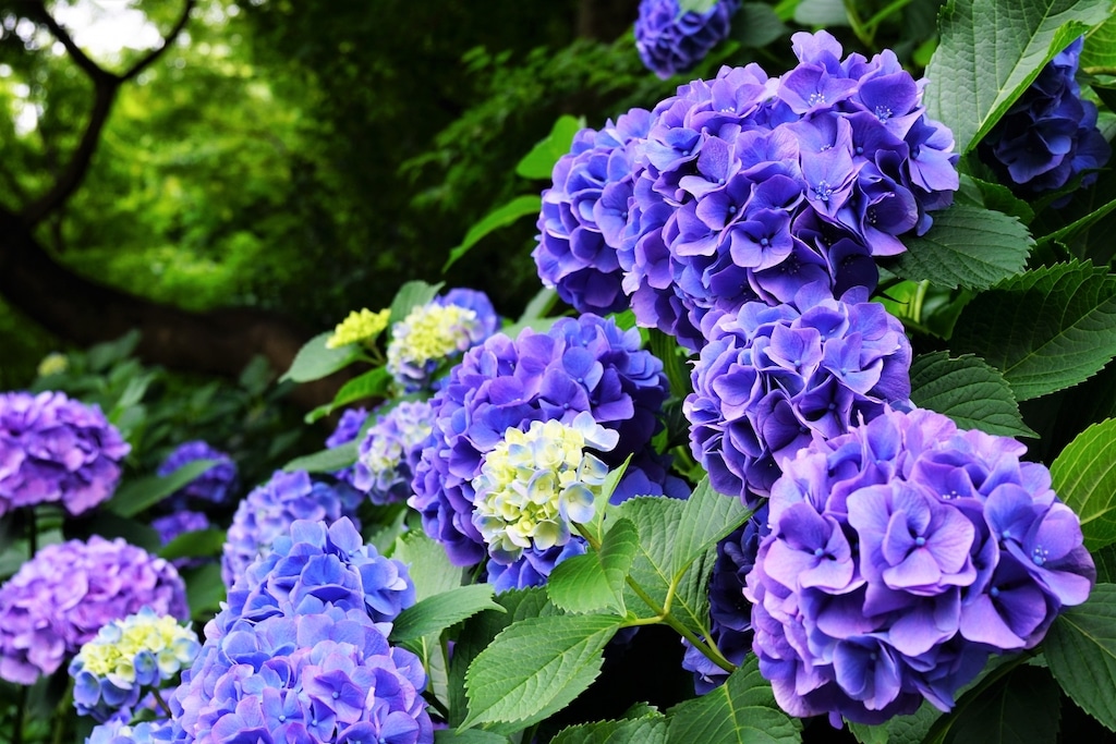 紫色の紫陽花