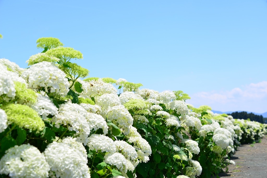 白色の紫陽花