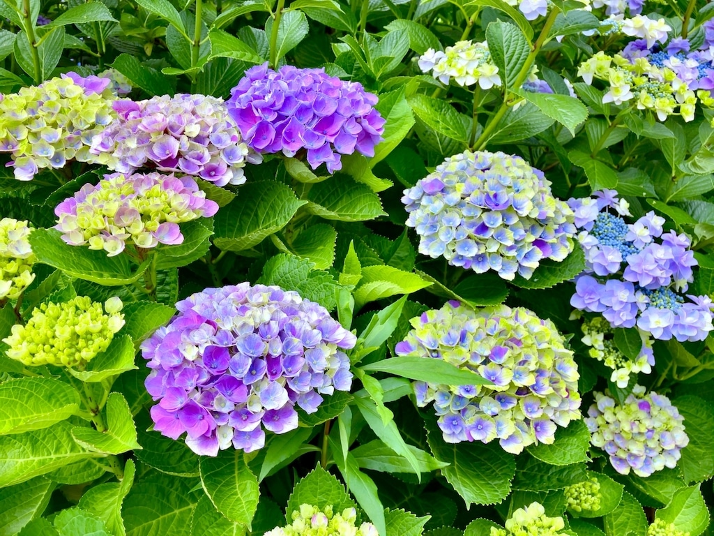 紫陽花の色