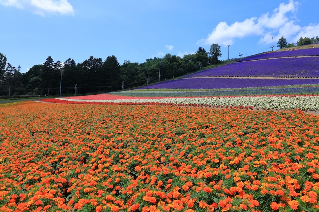 北星山ラベンダー園