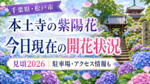 本土寺の紫陽花