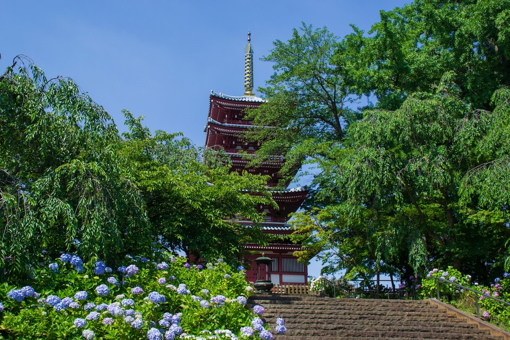 本土寺の紫陽花 今日現在の開花状況・見頃2026|駐車場・アクセス情報も 本土寺の五重塔と紫陽花
