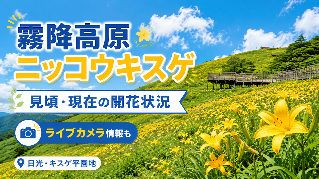 霧降高原ニッコウキスゲ