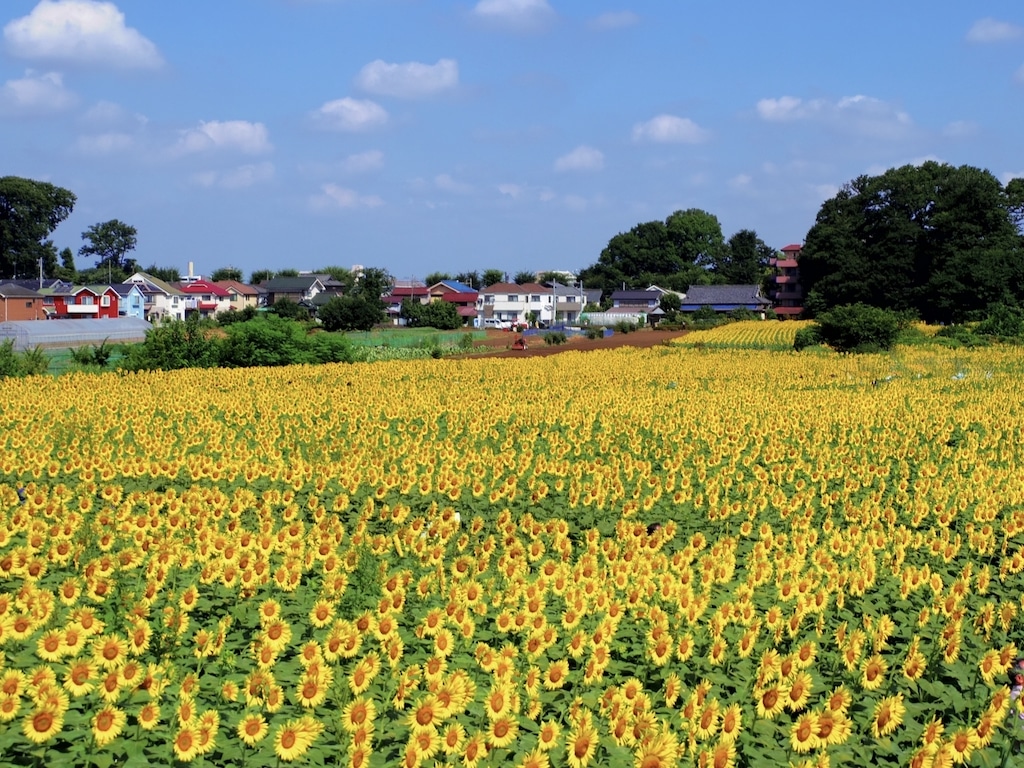 清瀬ひまわりフェスティバル