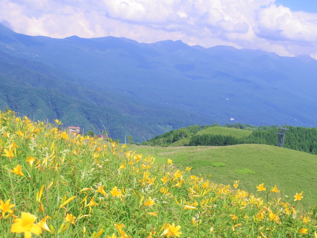 車山高原ニッコウキスゲ群生地の見頃・開花状況2026|ライブカメラ情報も 車山高原ニッコウキスゲ
