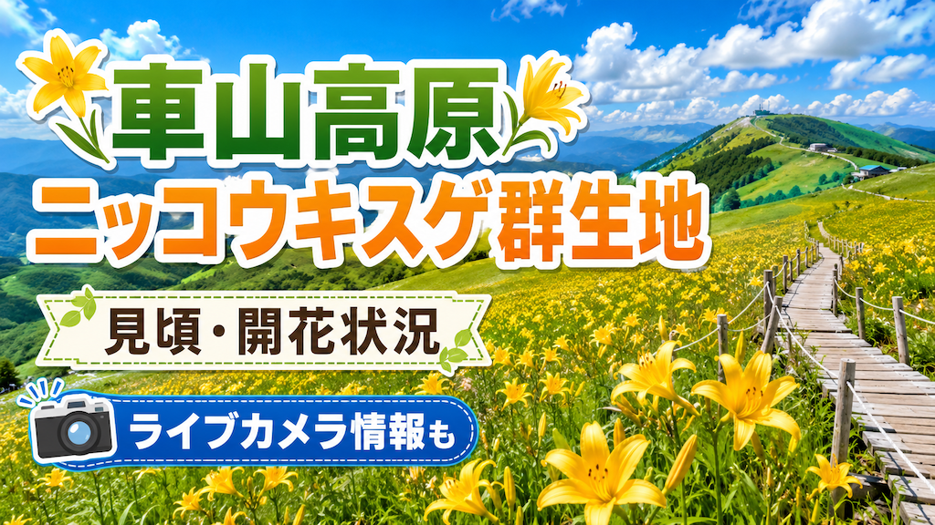 車山高原ニッコウキスゲ群生地