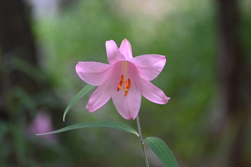 ササユリの4つの花言葉と誕生花|怖いと誤解される3つの理由 ササユリ