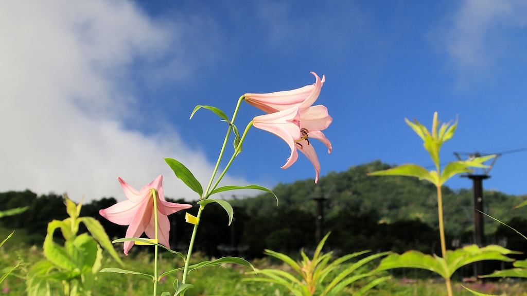 ササユリの4つの花言葉と誕生花|怖いと誤解される3つの理由 ササユリ