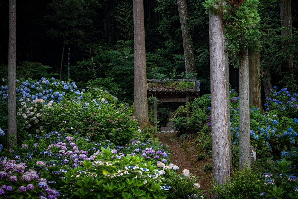 千光寺(久留米)あじさい祭りの開花状況2026|御朱印・駐車場も紹介 久留米の千光寺のあじさい