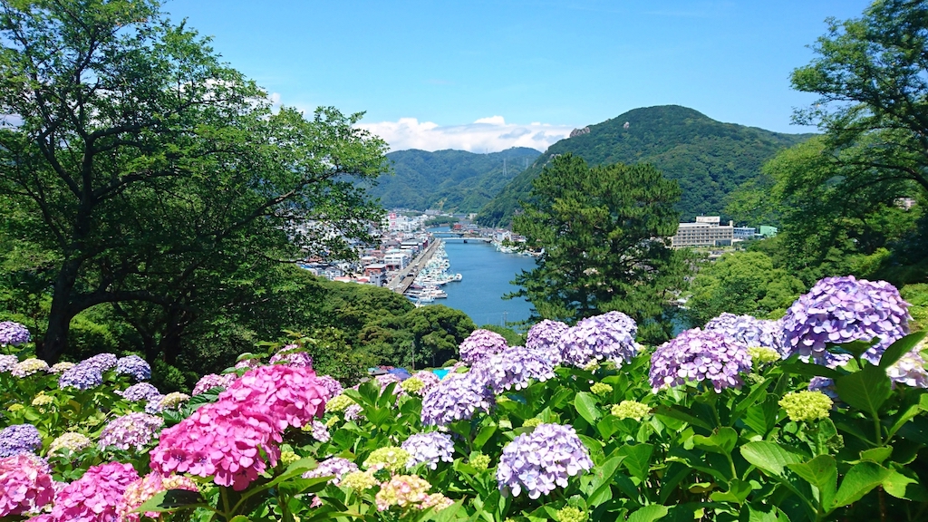 下田公園のあじさい