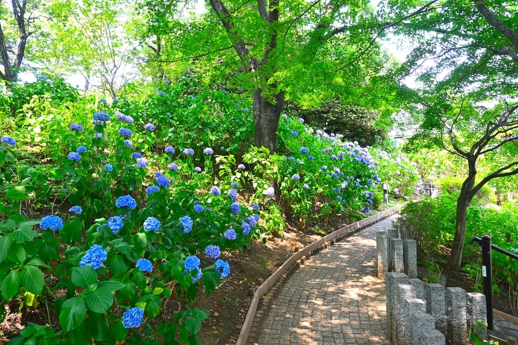 多摩川台公園の紫陽花