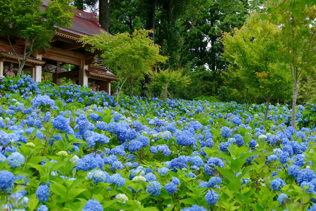 雲昌寺のあじさい