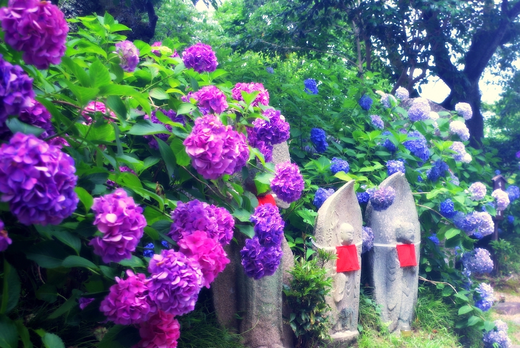 矢田寺のお地蔵さまと紫陽花