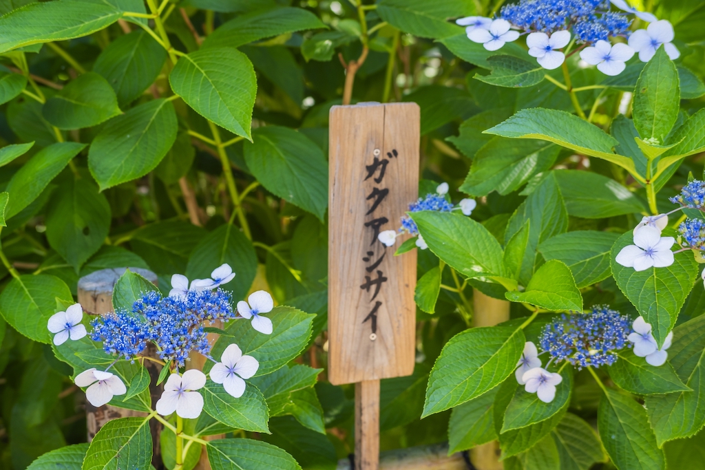 矢田寺あじさい見本園
