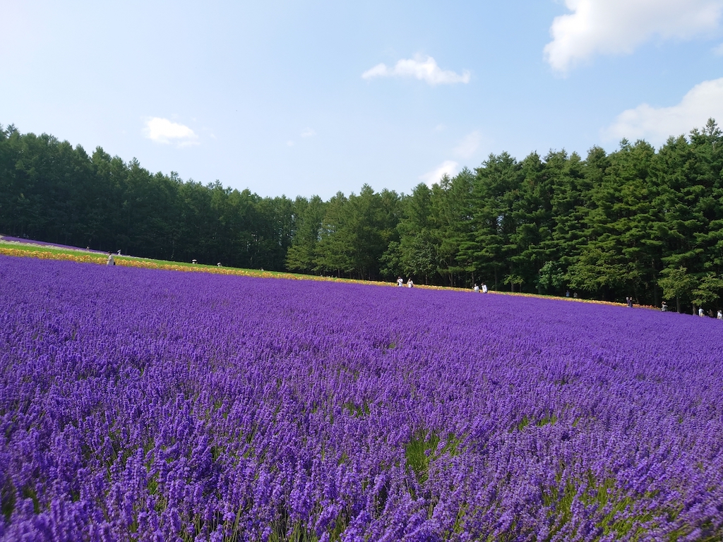 ファーム富田のラベンダー畑