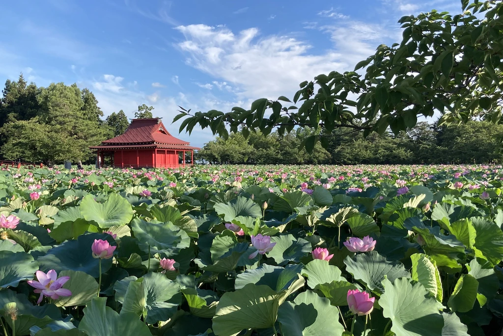 蓮の花の名所