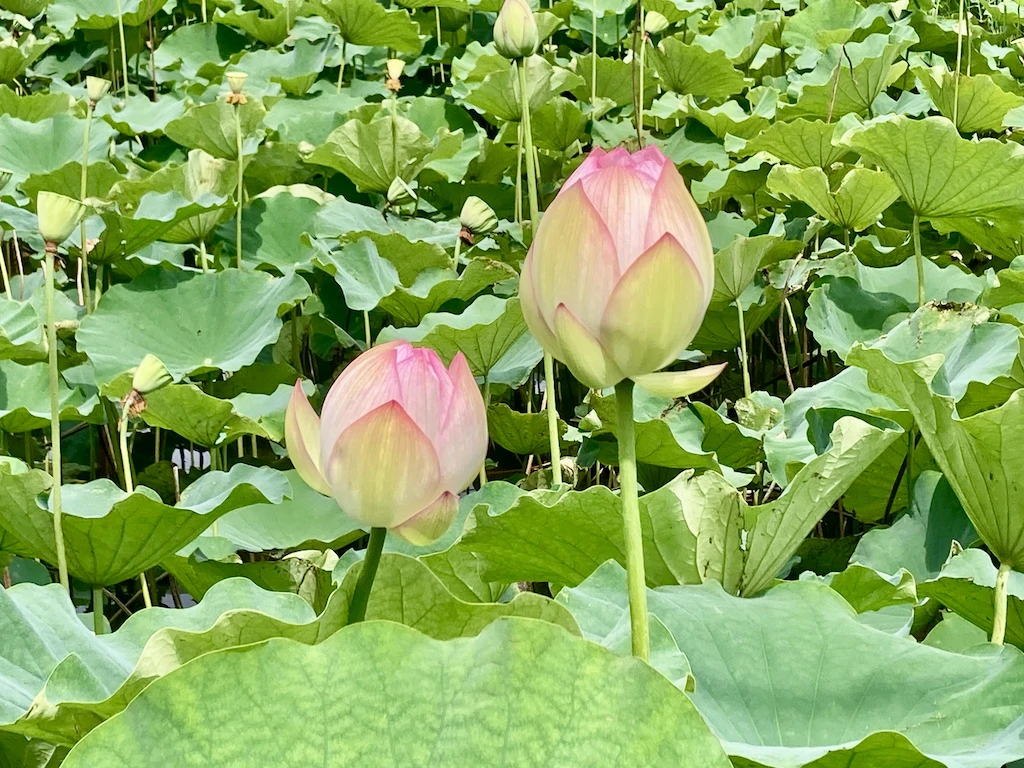 蓮の花がしぼんでいる様子