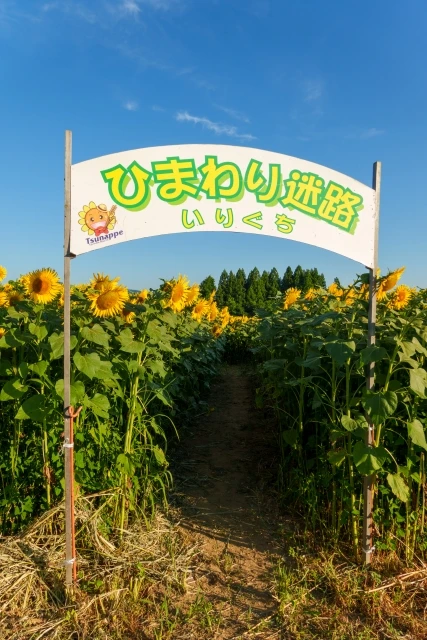 津南ひまわり広場