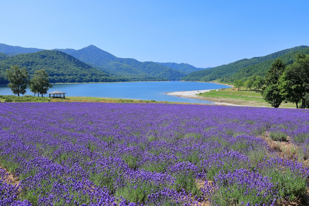 かなやま湖ラベンダー園