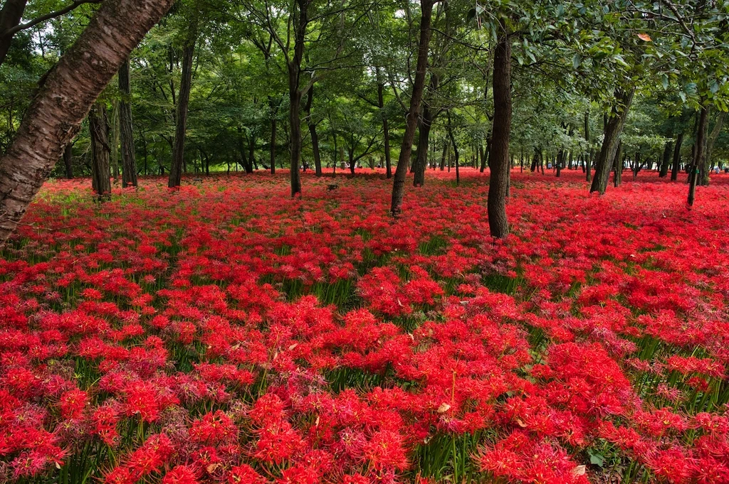巾着田曼珠沙華公園の彼岸花