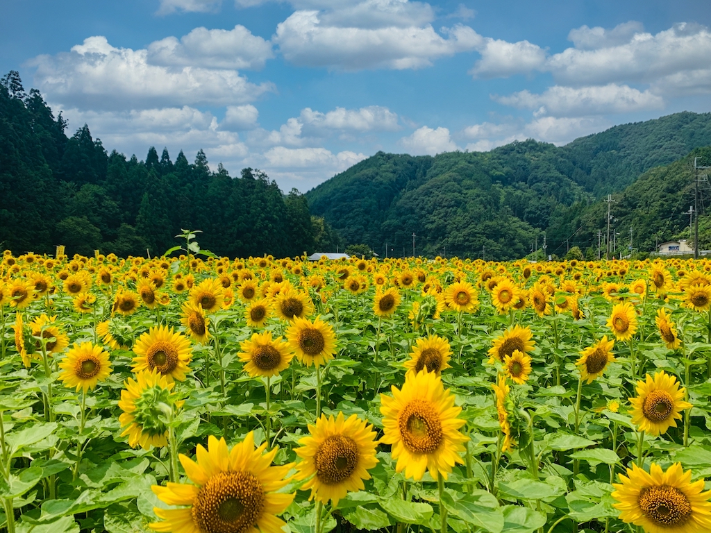 佐用町ひまわり畑の開花状況2026|ホルモン焼きうどんのランチ情報も 佐用町ひまわり畑