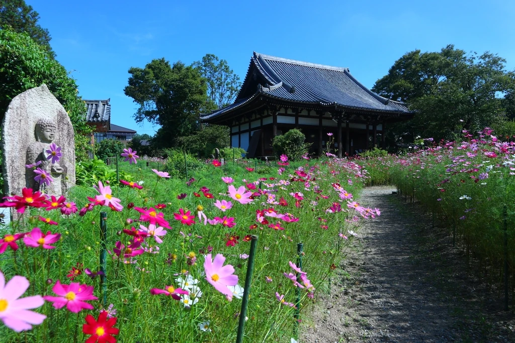 般若寺のコスモス