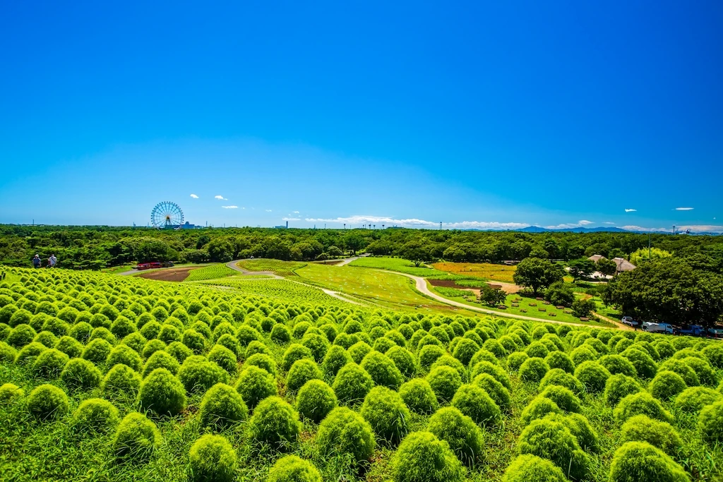 茨城ひたち海浜公園 緑のコキア