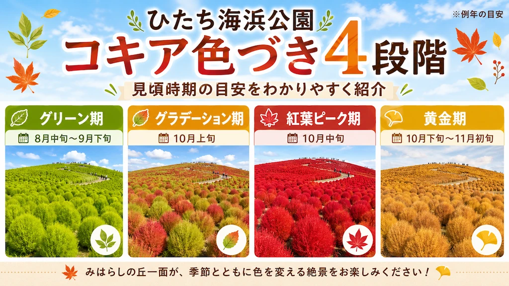 コキアの色づきステージ