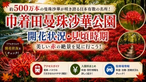 巾着田曼珠沙華公園 彼岸花の開花状況・見頃時期