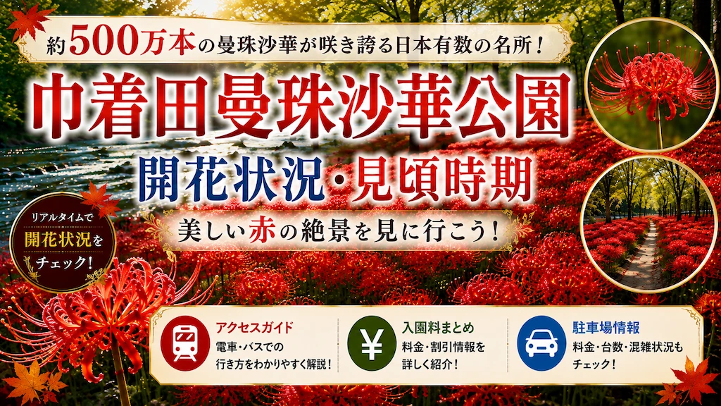 巾着田曼珠沙華公園 彼岸花の開花状況・見頃時期