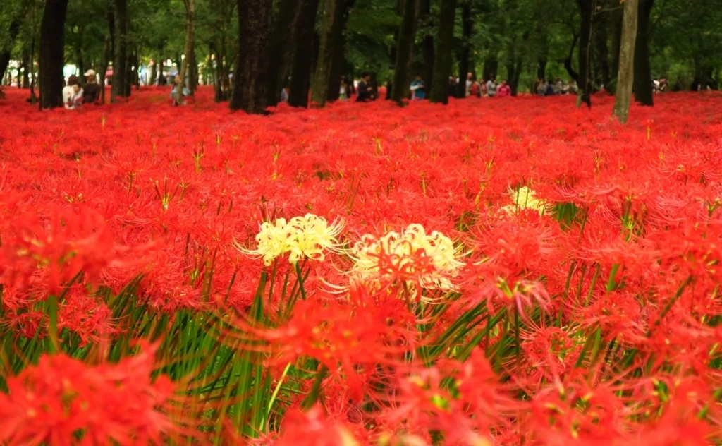 白い彼岸花 曼珠沙華