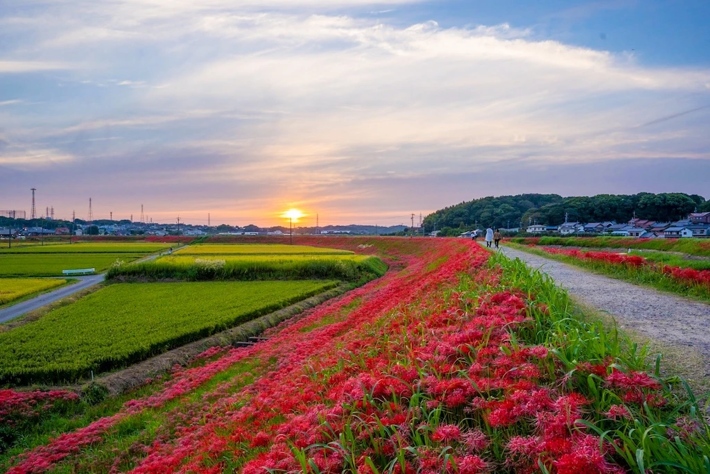 矢勝川(半田)彼岸花の開花状況2026|見頃・ライトアップ・アクセス方法を紹介 矢勝川の彼岸花