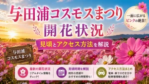 与田浦コスモスまつり開花状況