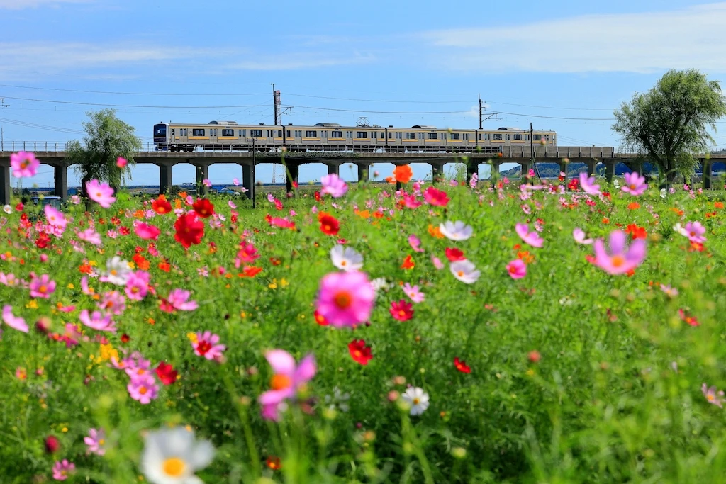 与田浦コスモス