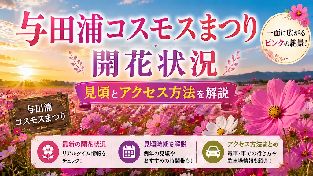 与田浦コスモスまつり開花状況