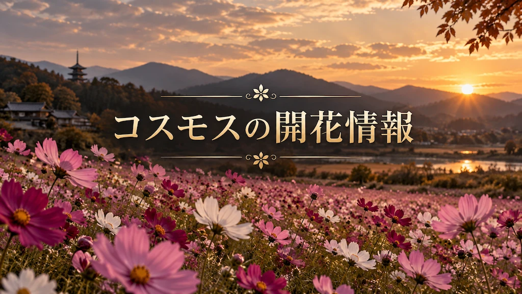 コスモスの開花情報