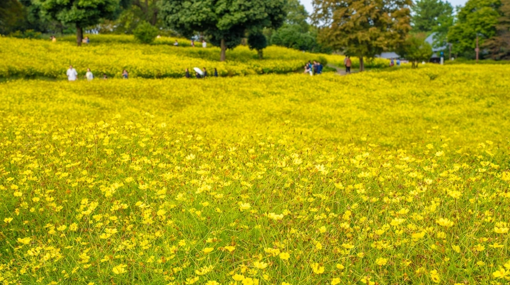 花の丘のコスモス