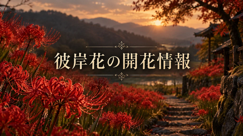 彼岸花の開花情報