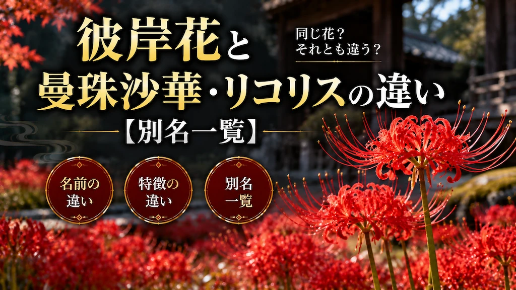 彼岸花と曼珠沙華・リコリスの違い