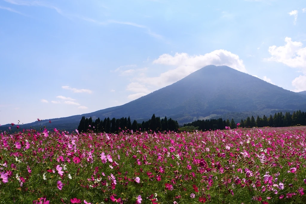 生駒高原のコスモス