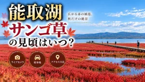 能取湖サンゴ草の見頃
